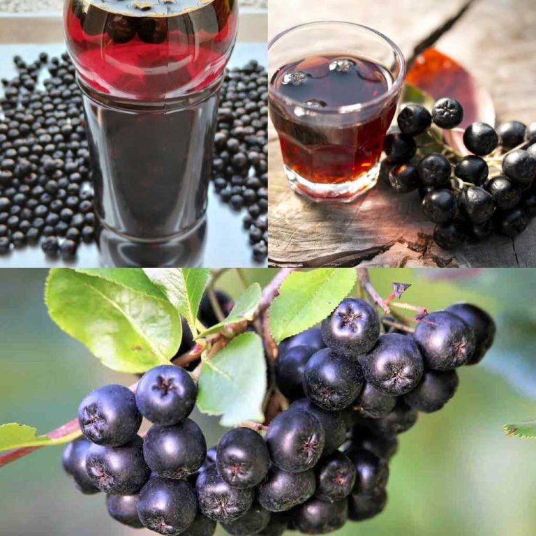 Aronia – Mała Jagoda, Wielkie Korzyści: Naturalne Wsparcie Dla Twojego Układu Krwionośnego