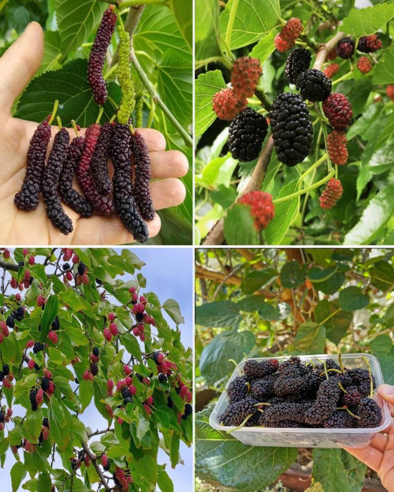 🌳 Drzewo Idealne dla Twojego Ogrodu – Uniwersalny Wybór, Który Służy Pokoleniom
