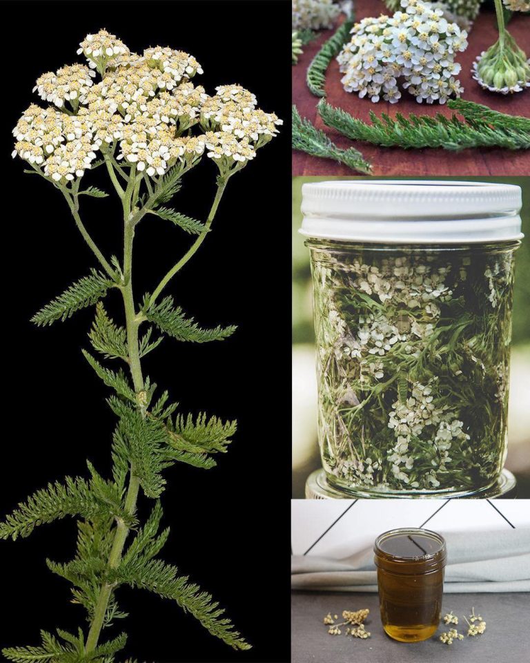 🌿 Achillea Magiczna: Domowy Przepis na Siłę Krwawnika