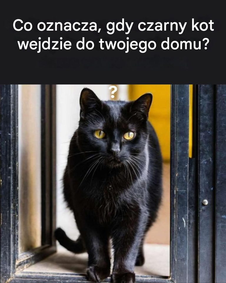 Co symbolizuje wejście czarnego kota do twojego domu?