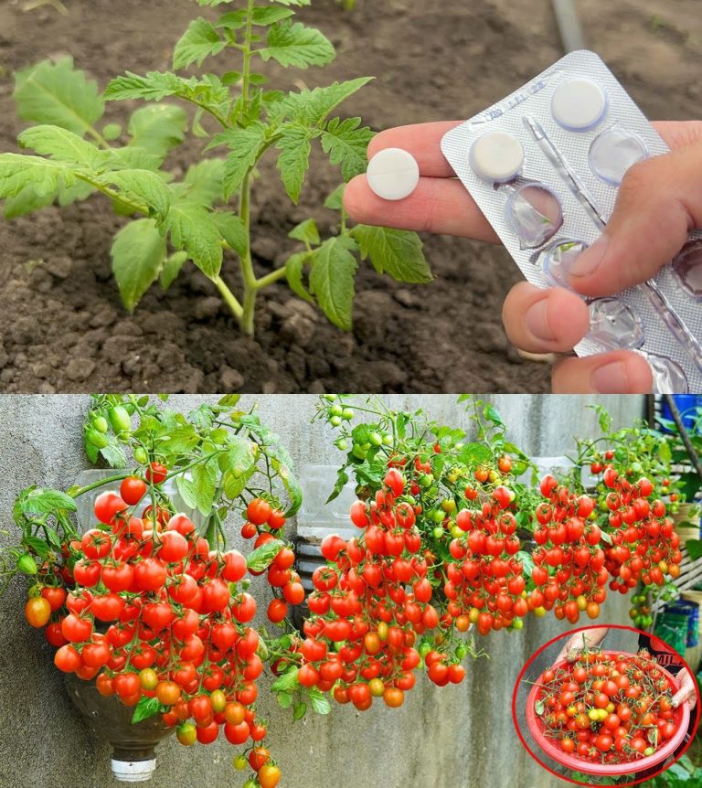 „Naturalny Booster Plonów: Jeden Składnik, Który Odmieni Twoje Pomidory Już od Pierwszego Sadzenia”
