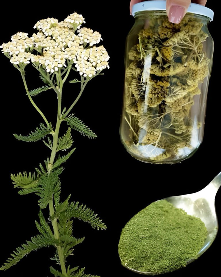 Krwawnik w kuchni i domowej apteczce: naturalny przepis na zdrowie i odporność