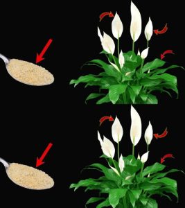 Zielona Energia w Łyżeczce: Naturalny Booster dla Lilii Domowej