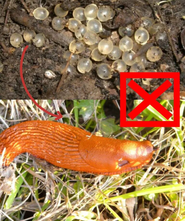 🐌 Małe, białe jaja w ogrodzie: sygnał ostrzegawczy, którego nie należy ignorować 🍂