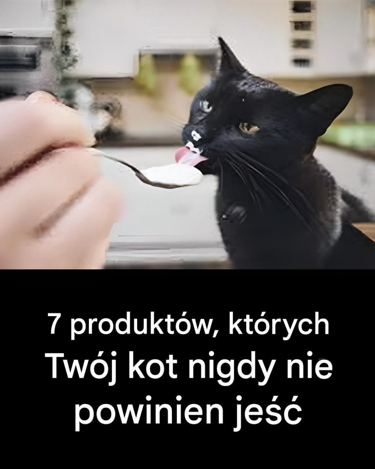 7 produktów, których nie powinieneś podawać kotu