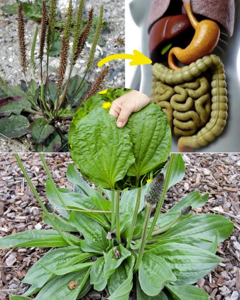 Korzyści zdrowotne i zastosowania babki szerokolistnej (Plantago major)