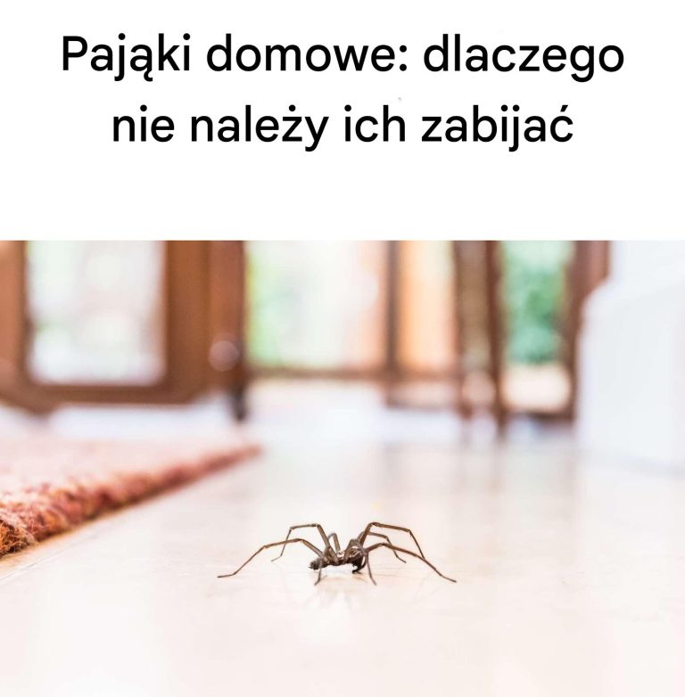 Pająki domowe: dlaczego nie należy ich zabijać