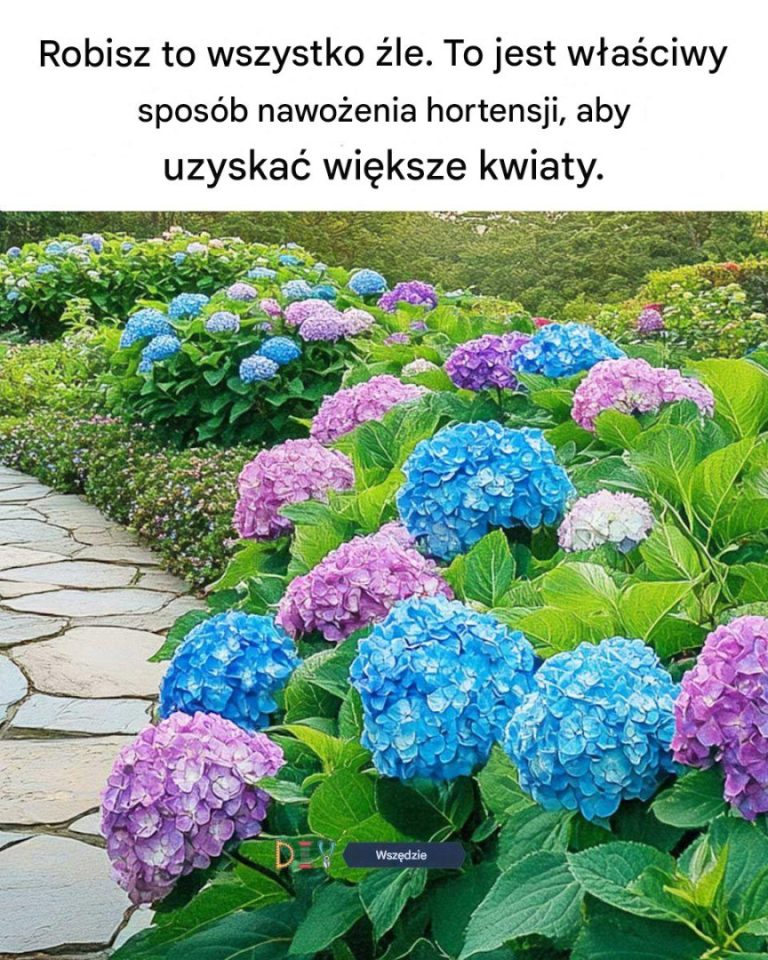 Robisz to wszystko źle. To jest właściwy sposób nawożenia hortensji, aby uzyskać większe kwiaty.