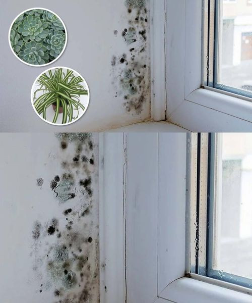 6 roślin doniczkowych, które naturalnie eliminują czarną pleśń z łazienek i ścian