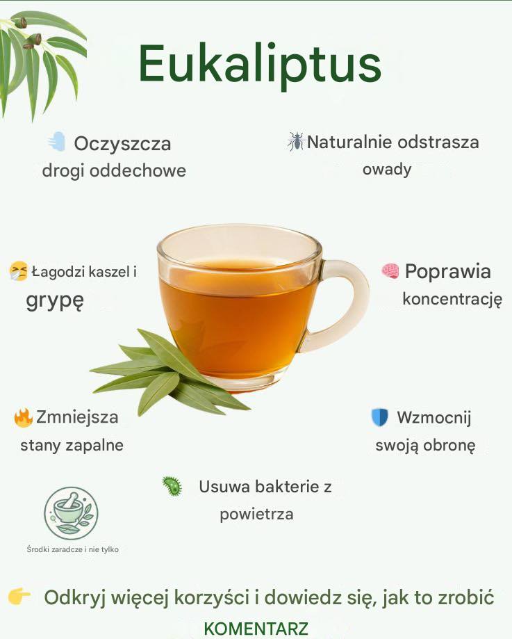 Naturalne przepisy na eukaliptus, które łagodzą problemy z oddychaniem, bóle stawów i nie tylko