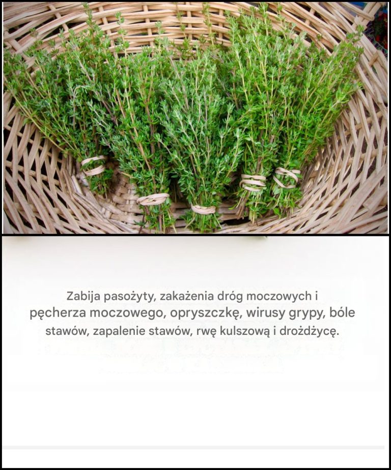 Oregano możesz kojarzyć jako dodatek nadający smak pizzy.