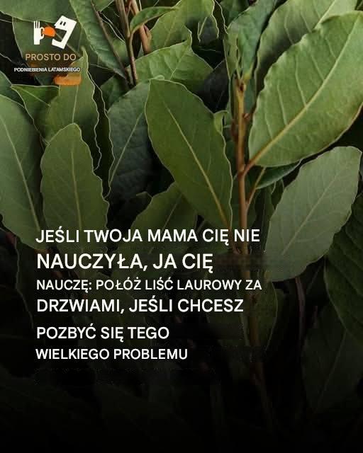 Liście laurowe w lodówce.