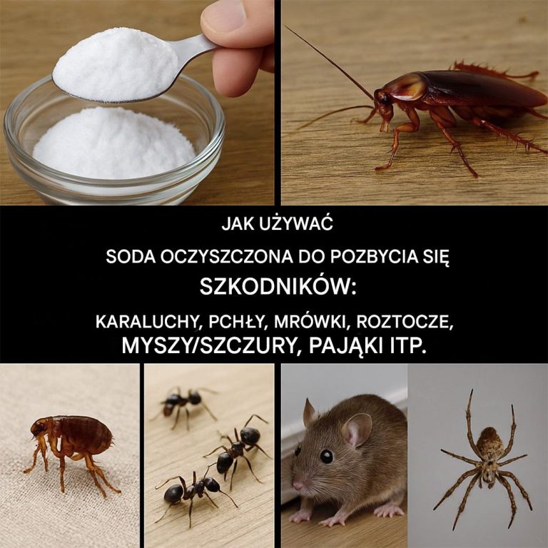 Inwazja owadów? Ten domowy sposób pozwala pozbyć się ich bez użycia toksycznych środków