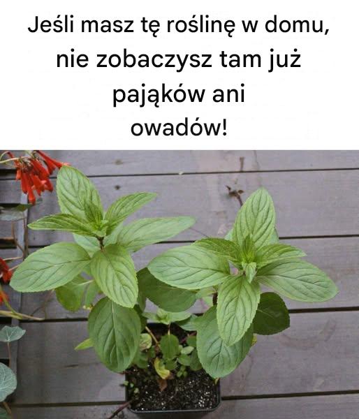 Jeśli masz tę roślinę w domu, nie zobaczysz tam już pająków ani owadów!