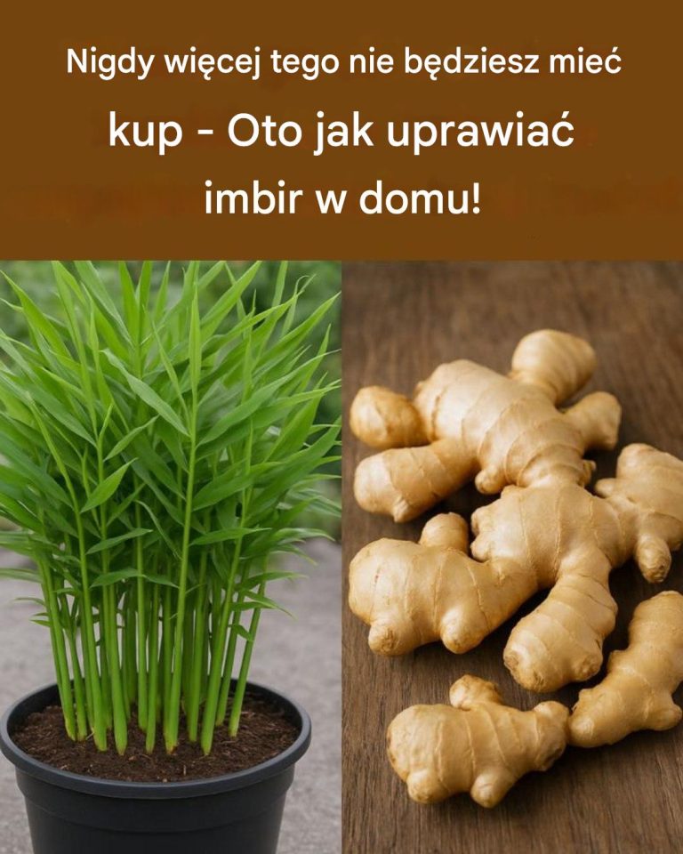 Nigdy więcej tego nie kupisz – Oto jak uprawiać imbir w domu!