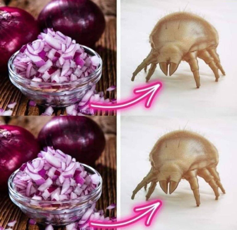 Rewolucja w Twoim Domu! Naturalne Sposoby na Walkę z Roztoczami Kurzu: Jak Czerwona Cebula Pomaga w Walce o Czystsze Powietrze i Zdrowy Sen! Koniec z Alergią!