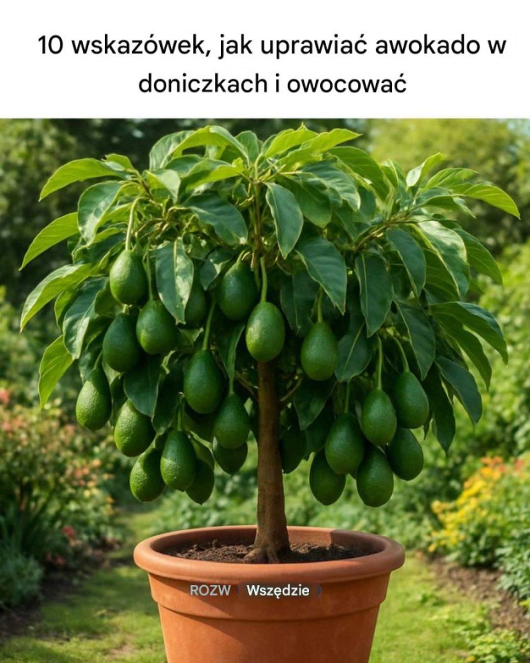 10 wskazówek dotyczących uprawy awokado w doniczkach i formowania owoców