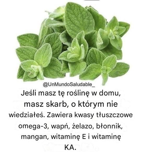 Czy znasz zalety oregano ancho?