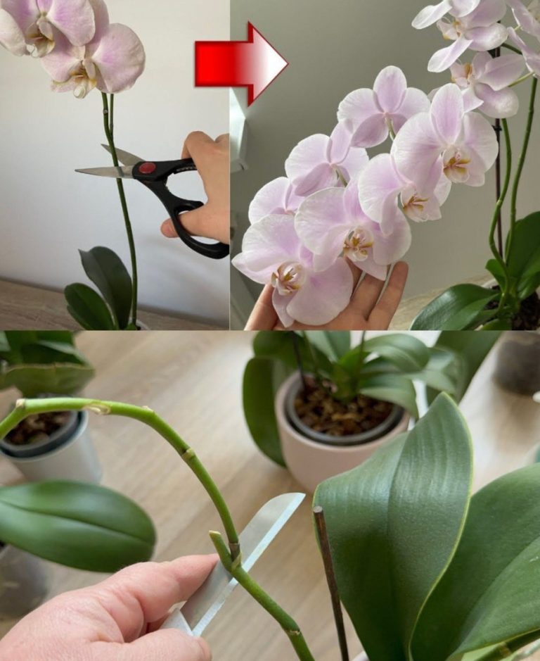 Obfitość kwiatów i korzeni orchidei, jeśli będziesz wykonywać ten zabieg raz w miesiącu