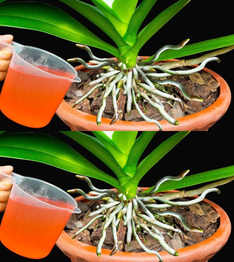 Jak rozmnażać orchideę w nieskończoność i mieć ładne kwiaty w domu? Wystarczy plastikowa butelka