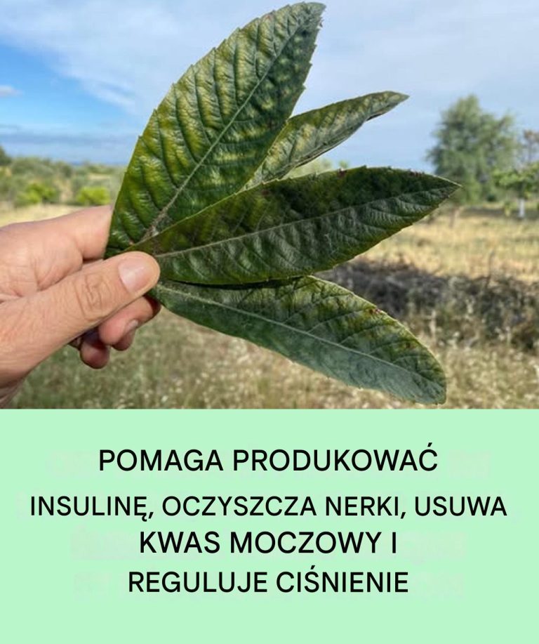 Odkryj nieoczekiwane zalety tego liścia: detoksykacja nerek, regulacja kwasu moczowego i równoważenie ciśnienia krwi