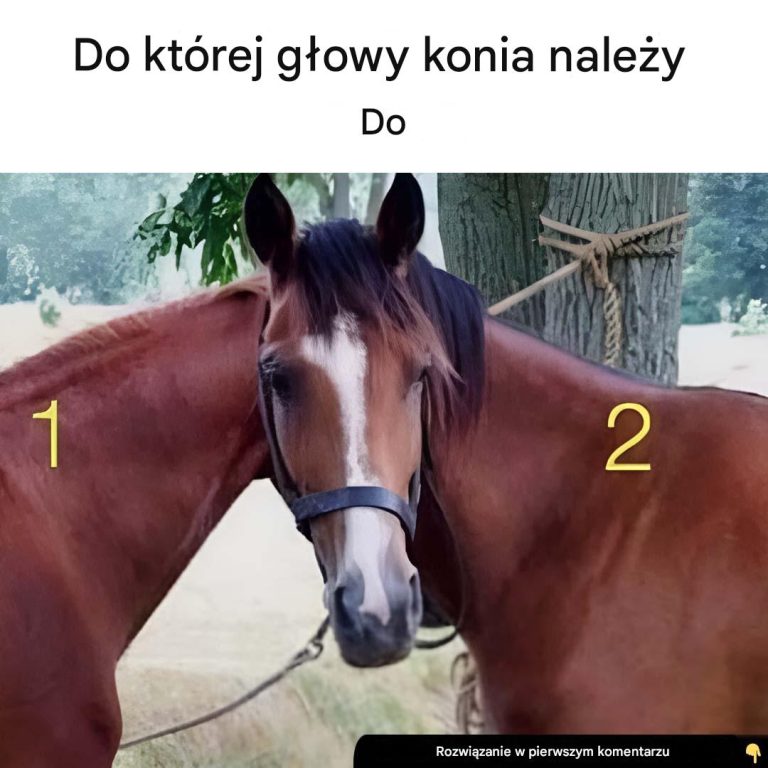 Do którego konia należy ta głowa?