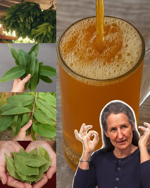Apteka natury: uzdrawiająca moc liści awokado, mango, laurowych i guawy