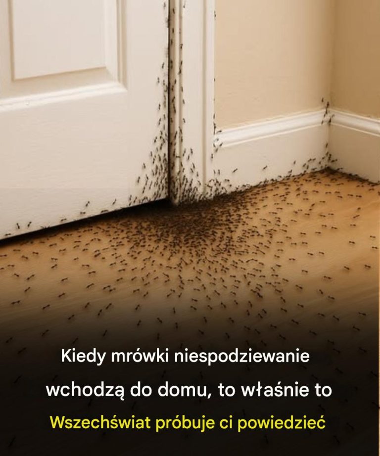 Lorsque des fourmis rampent au hasard dans la maison, voici ce que l’Univers essaie de vous dire