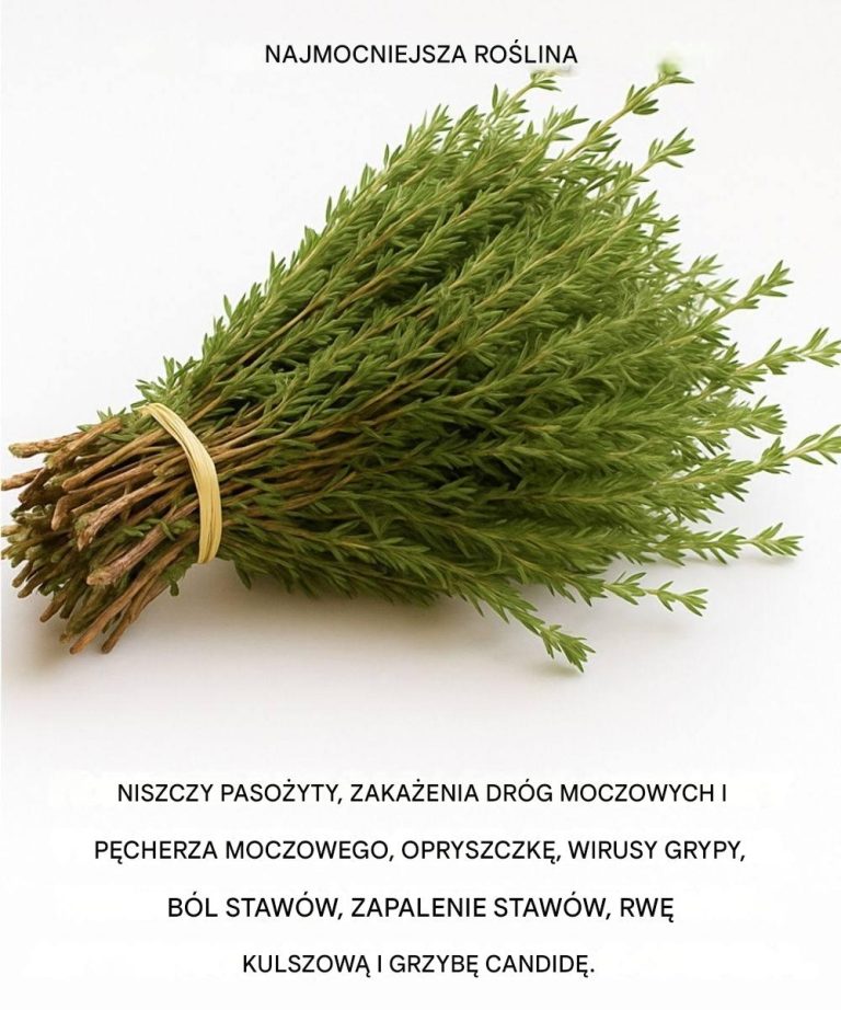 Jest to jedna z najpotężniejszych roślin na świecie