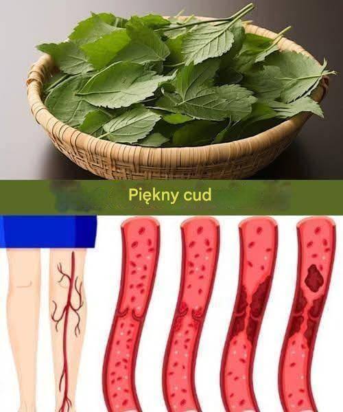 1 liść zmniejsza cukrzycę, ciśnienie, uśmierza ból ciała, obniża poziom cholesterolu i likwiduje problemy z krążeniem