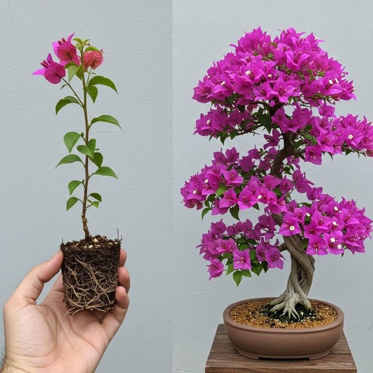 Tworzenie zachwycającego bonsai z bugenwilli: przewodnik krok po kroku