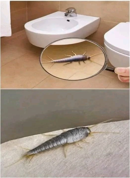 Obierki czosnku mam zawsze pod ręką. Pozwólcie, że zdradzę wam sekret mojej babci.