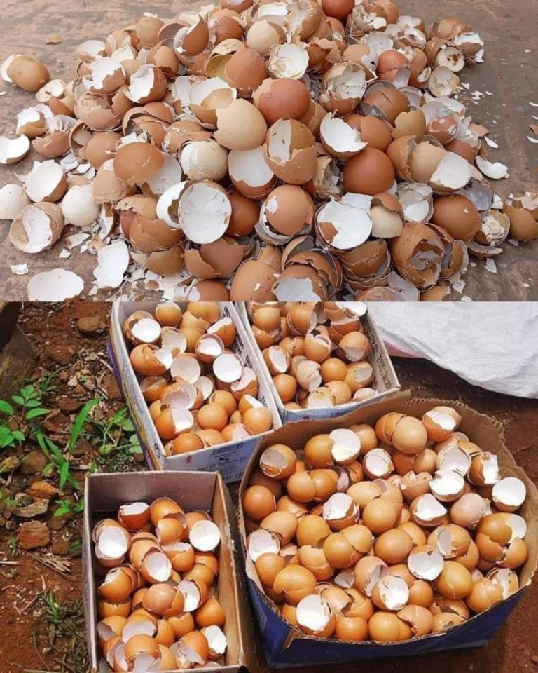 Ukryta wartość skorupek jaj: czego większość ludzi nie wie