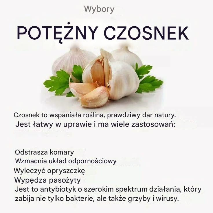 Potężny czosnek