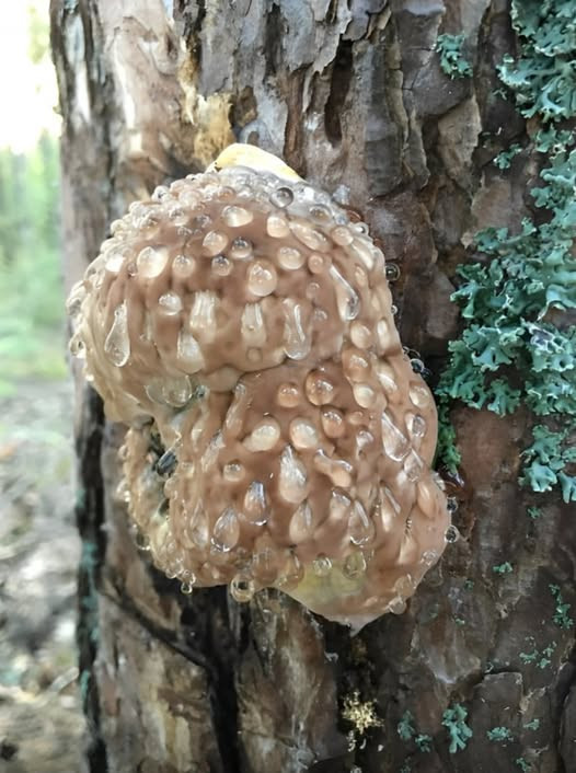 odkrycia w lesie w Szwecji i okolice Parku