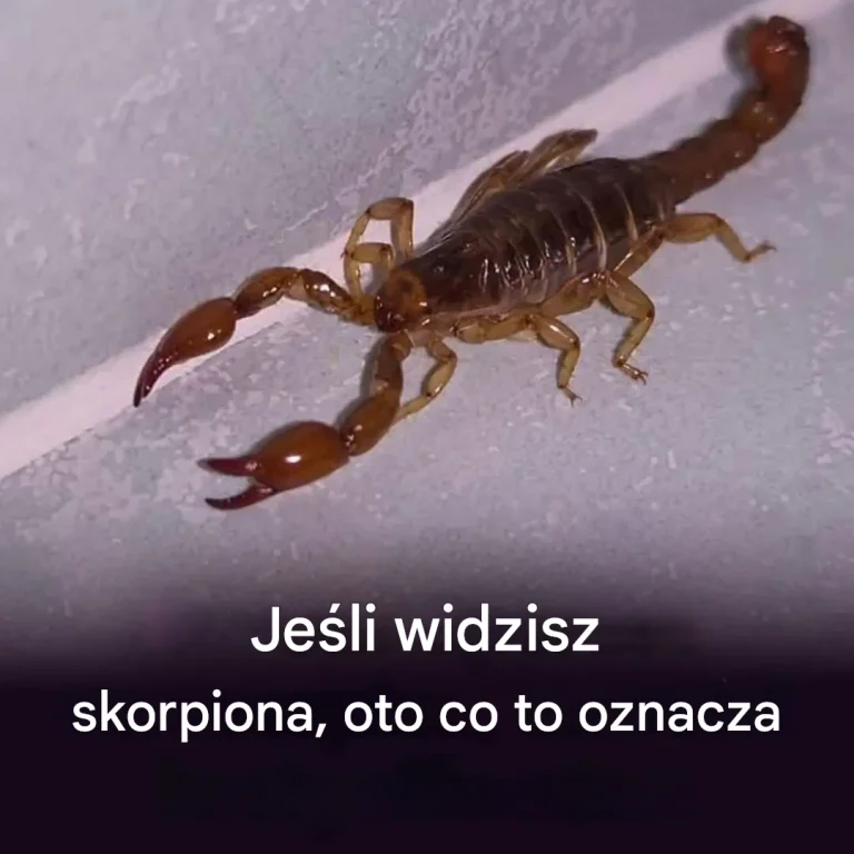 Skorpion w domu? Oto co to oznacza: ma dla ciebie ważną wiadomość.