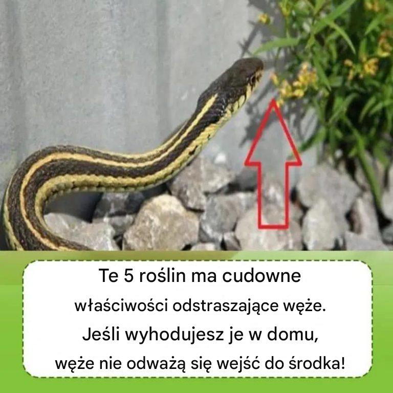 Przesadzanie roślin odstraszających węże w celu ochrony Twojej rodziny.