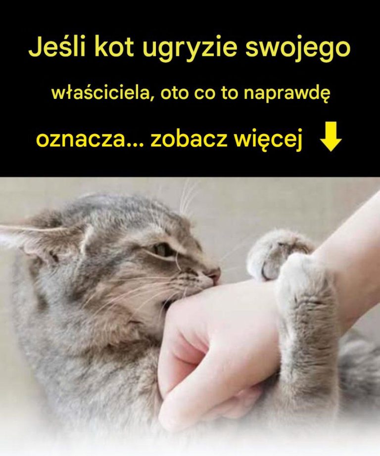 Czy Twój kot Cię podgryza? Oto co to oznacza