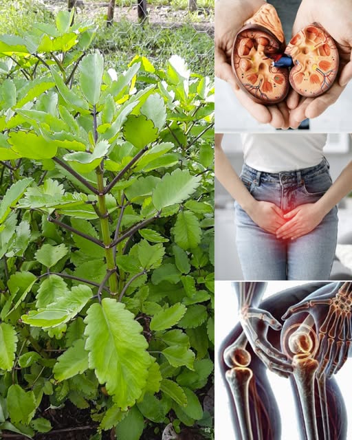 Te rośliny w Twoim ogrodzie mają największe szanse na znalezienie skarbu – pamiętaj…