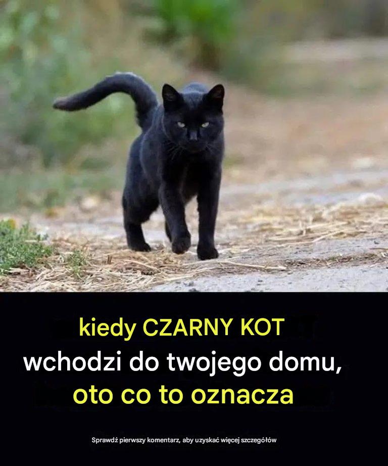 Co oznacza spotkanie czarnego kota?