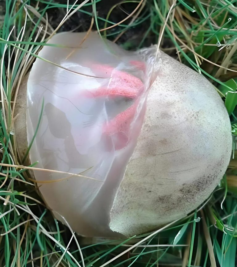 Dziś rano wyszłam do ogrodu – tylko po to, żeby podlać kwiaty i sprawdzić, czy koty już się załatwiły, jak to często bywa. Ale gdy tylko otworzyłam furtkę, uderzył mnie okropny zapach. Był tak silny, że poczułam ucisk w klatce piersiowej i metaliczny posmak w ustach.