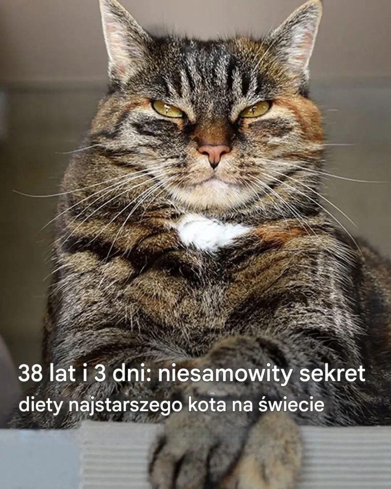 38 lat i 3 dni: Niesamowite nawyki żywieniowe najstarszego kota na świecie