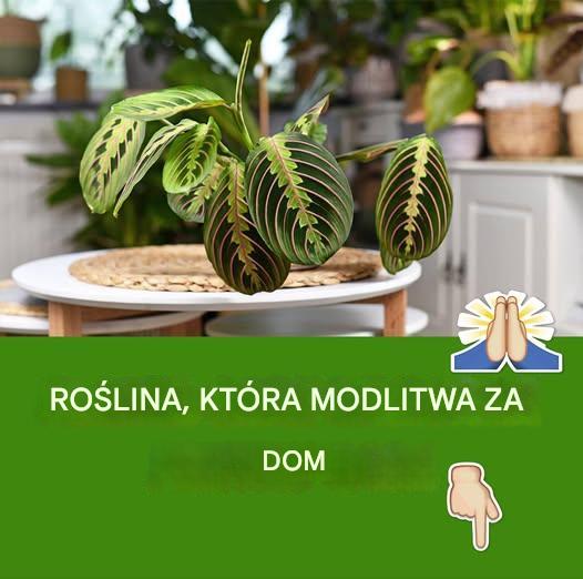 Modliszka. Dlaczego warto ją mieć w domu?